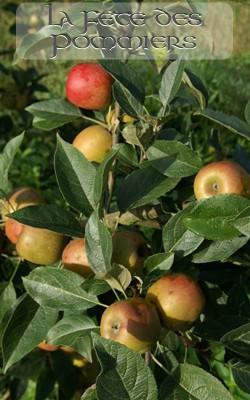 photo d'un pommier et ses fruits