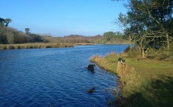 des chiens qui se baignent dans les marais de mousterlin à fouesnant